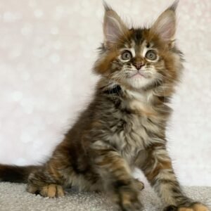 Blizzard – 12-Week-Old Maine Coon Kitten (Female) • Vaccinated, Litter-Trained, Family-Ready