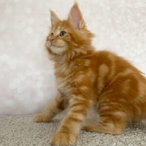 Cloud – 12-Week-Old Maine Coon Kitten (Male, Orange) • Vaccinated, Litter-Trained, Family-Ready