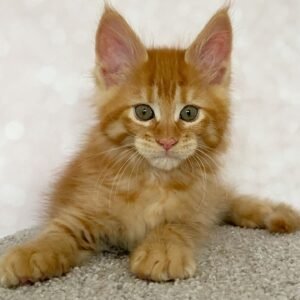 Jay Jay - 12-Week-Old Maine Coon Kitten (Male) • Vaccinated, Litter-Trained, Family-Ready